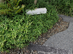 ロックを感じるガーデン