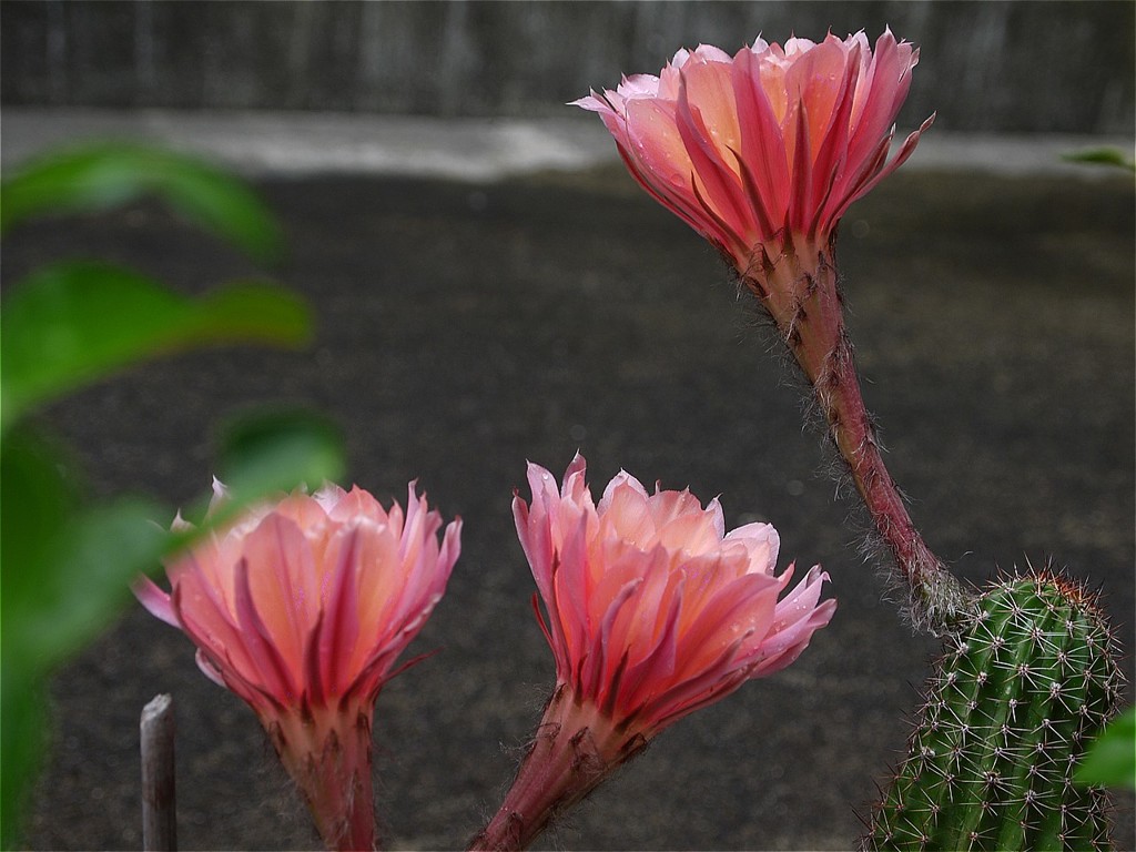 サボテンの花
