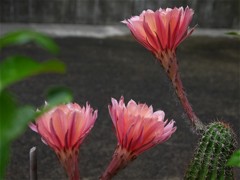 サボテンの花