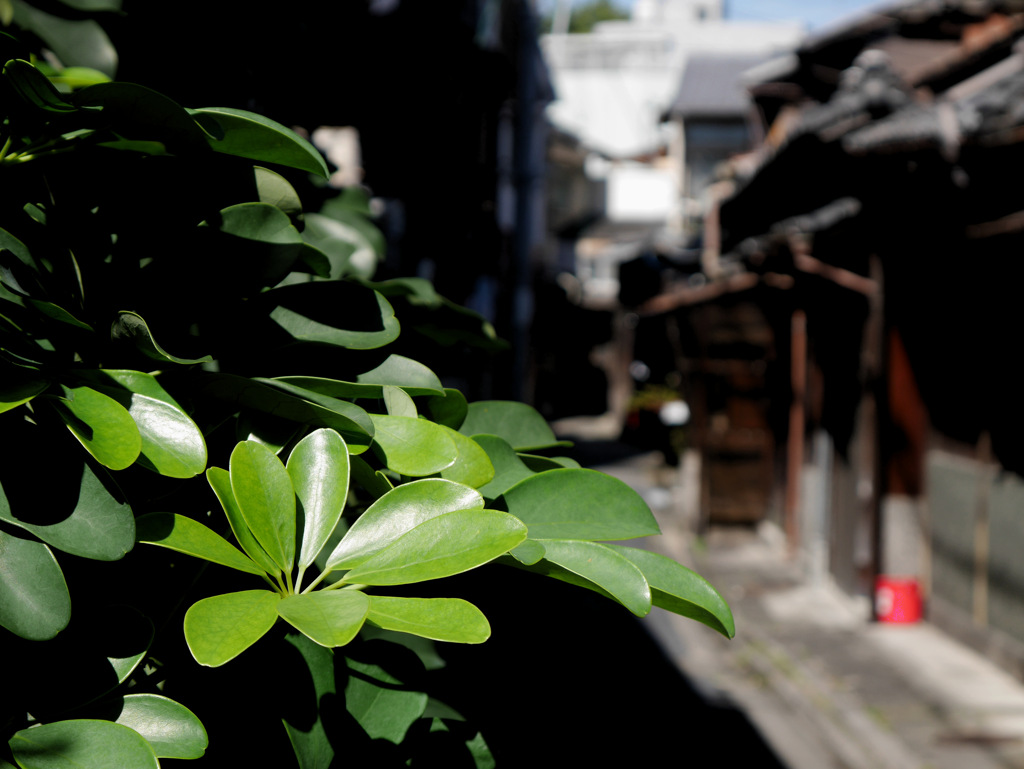 京都散策中