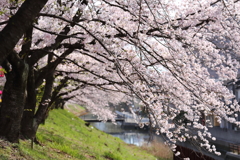 広島近郊の桜の名所と言えば