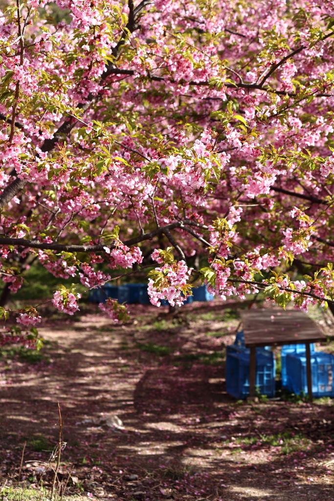 こんな桜、あんな桜。