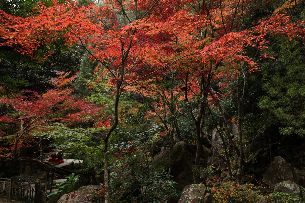 紅葉納め