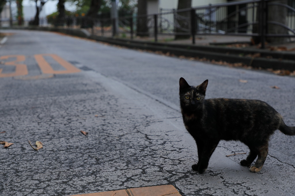 路の真ん中の猫