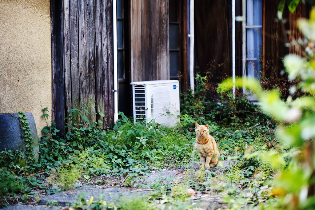 猫の存在感