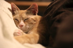 布団に入り枕で寝る猫