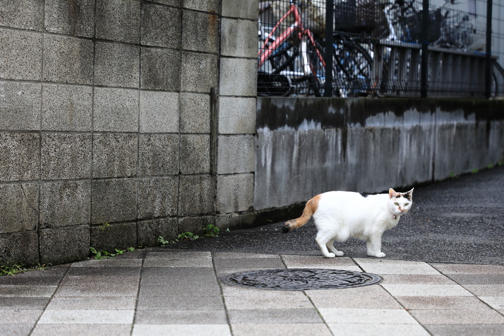 今日の猫