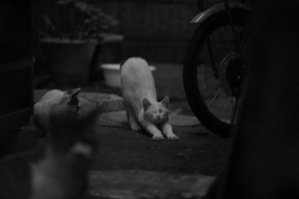 路地12（子猫）