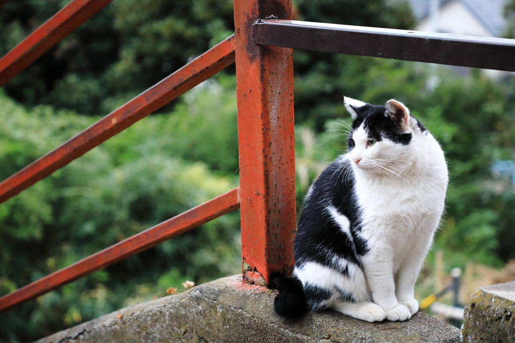 階段の際の猫