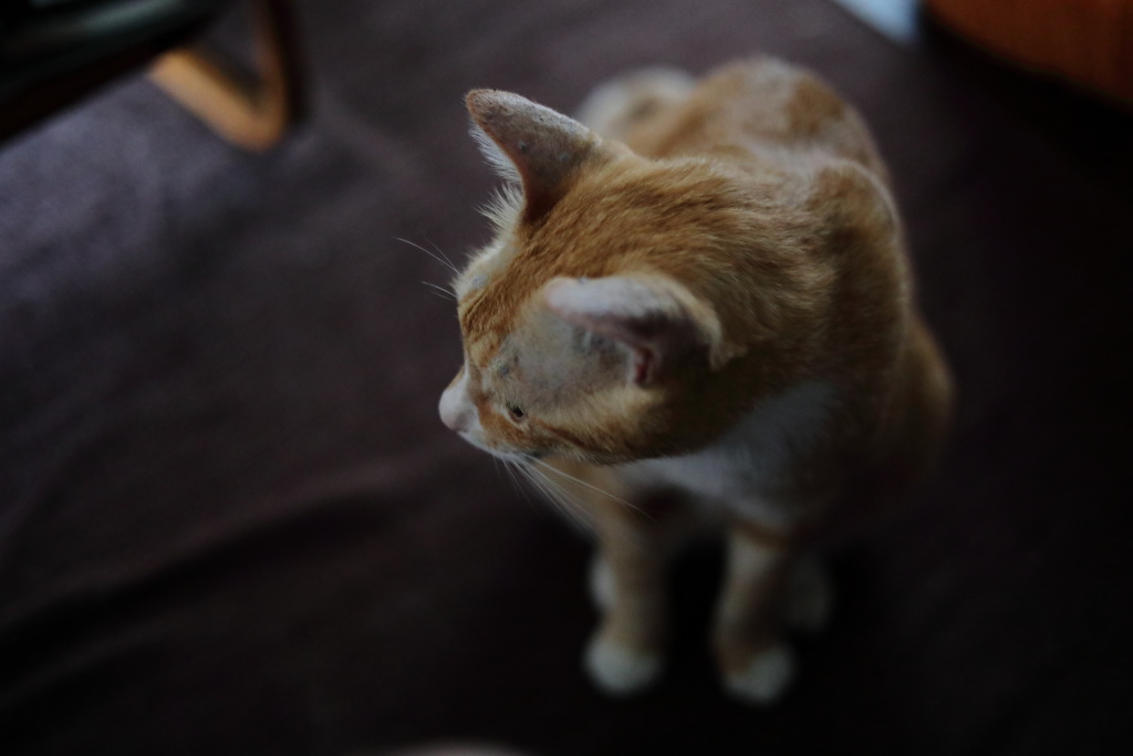 猫目