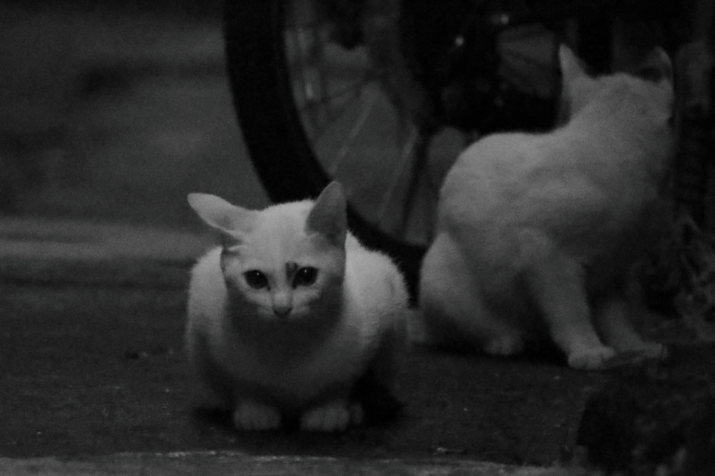 路地13（子猫）