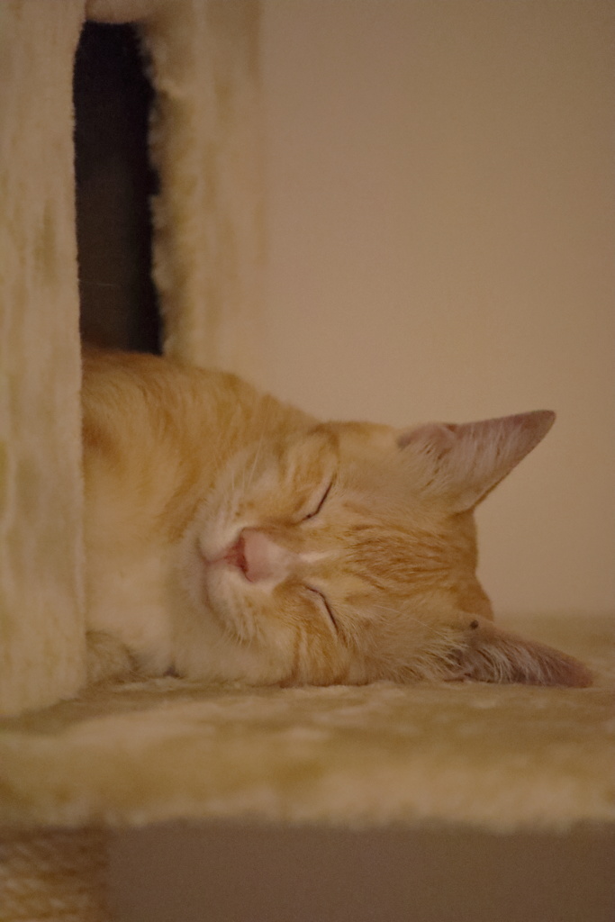 cat