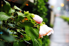 雨の舗道