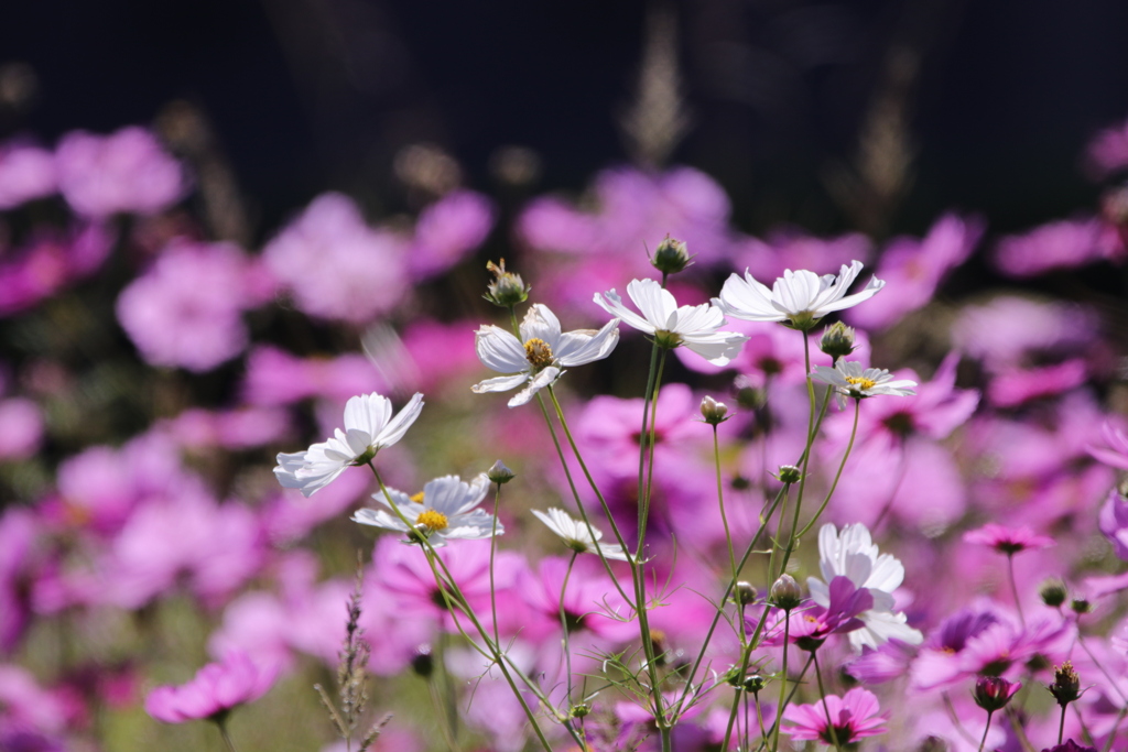 秋桜