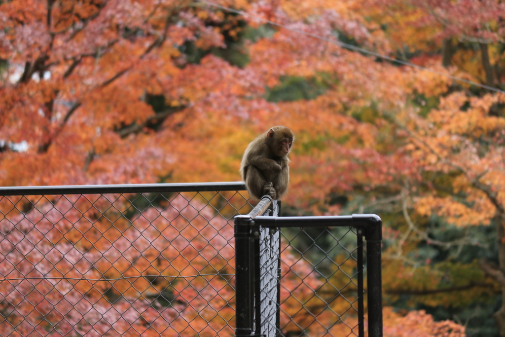 猿