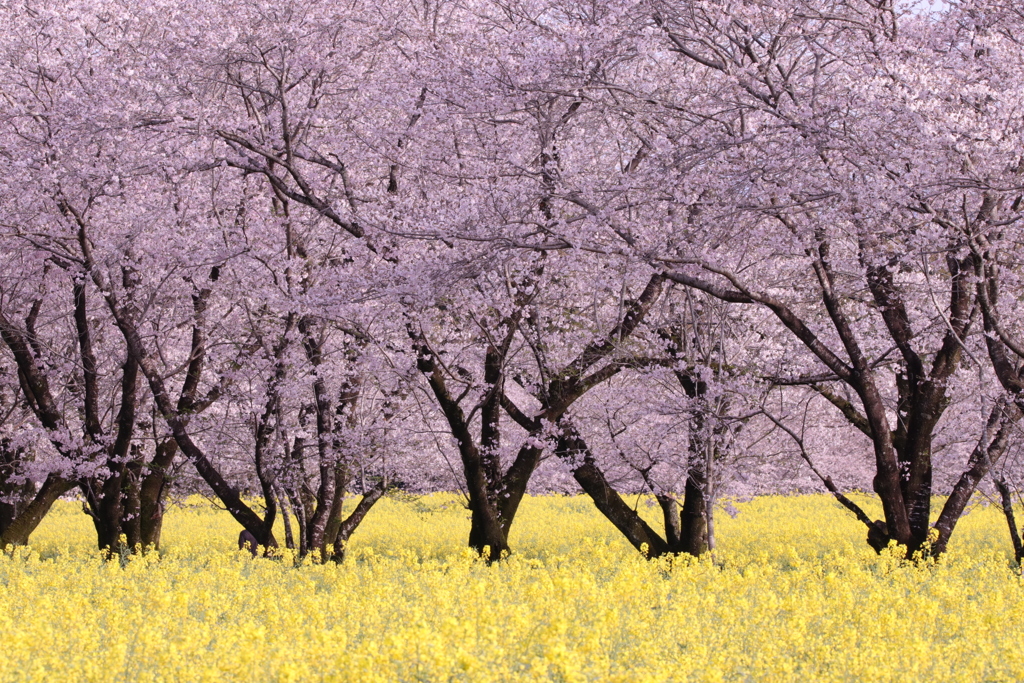 桜 菜の花 西都原古墳