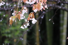 魚見桜