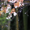 魚見桜