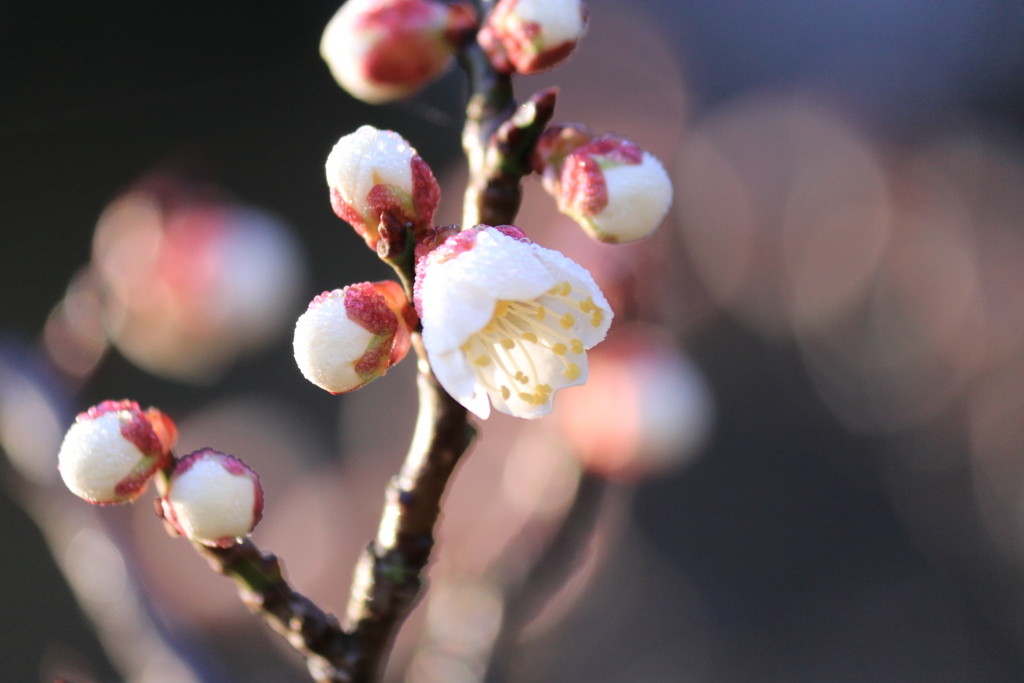 今年は、まだ蕾