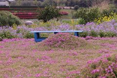 黒木さん家の芝桜5