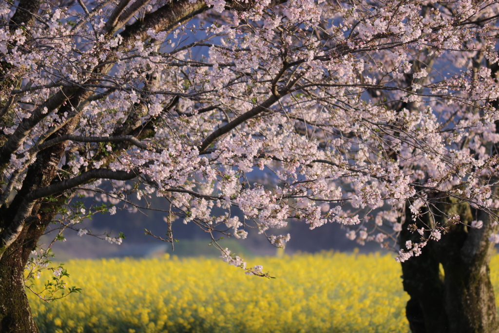 桜 菜の花