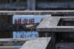 飛んだ？落ちた？