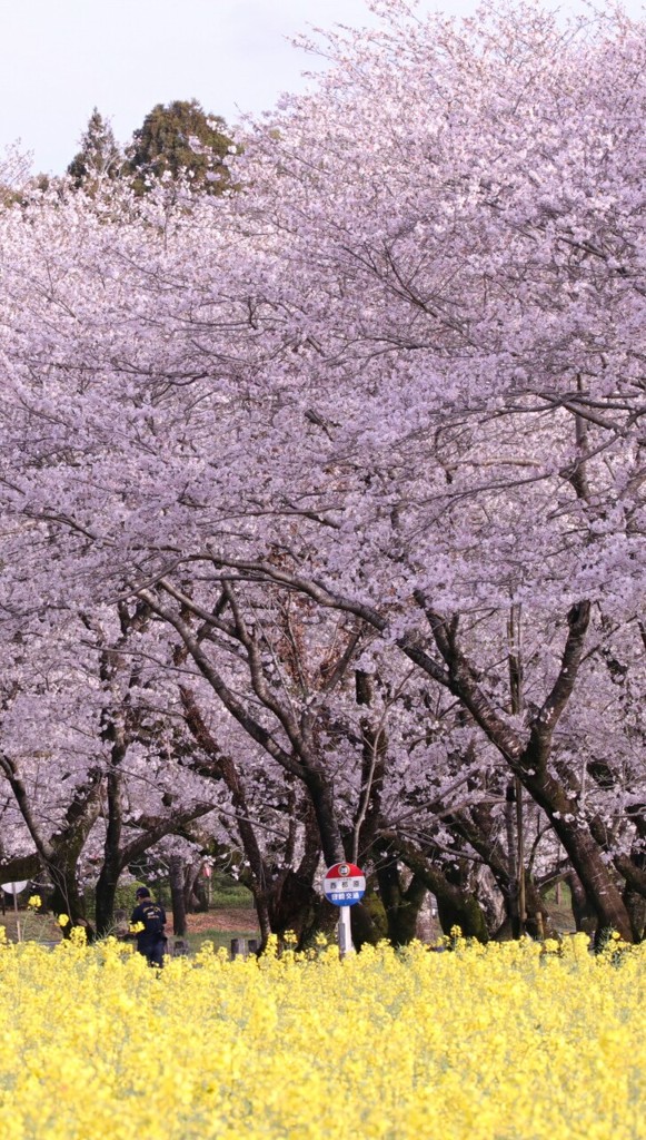 桜 菜の花 西都原古墳