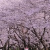 桜 菜の花 西都原古墳