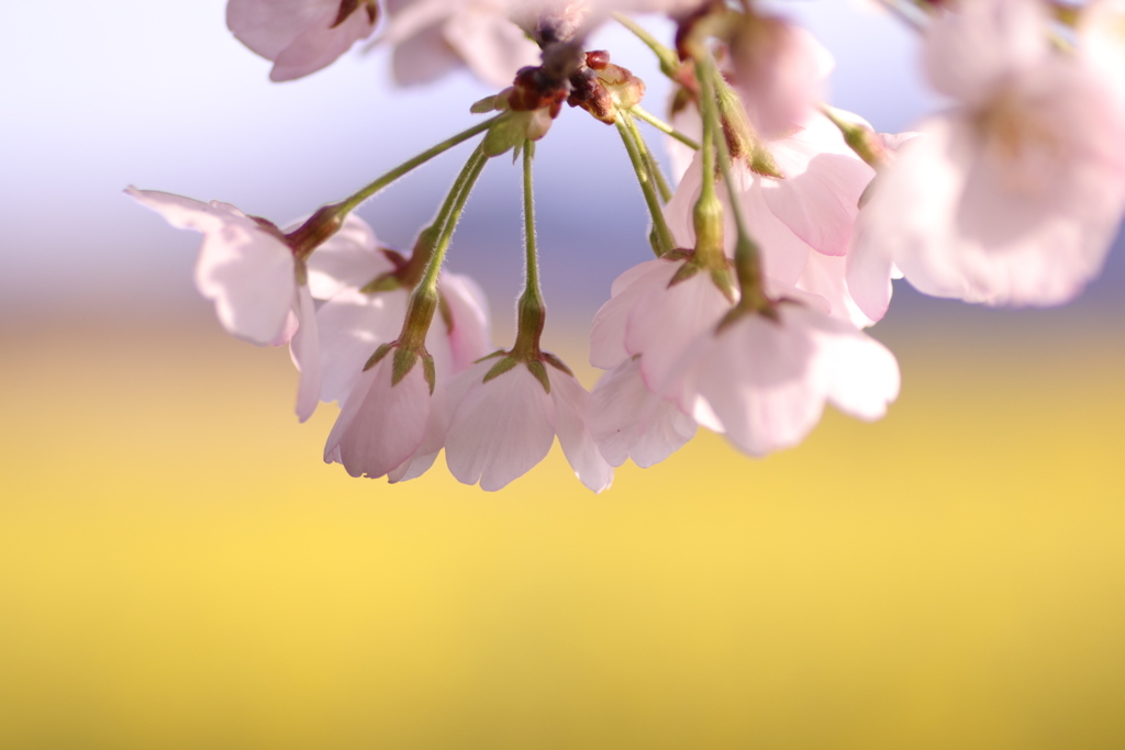 桜 菜の花