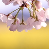 桜 菜の花