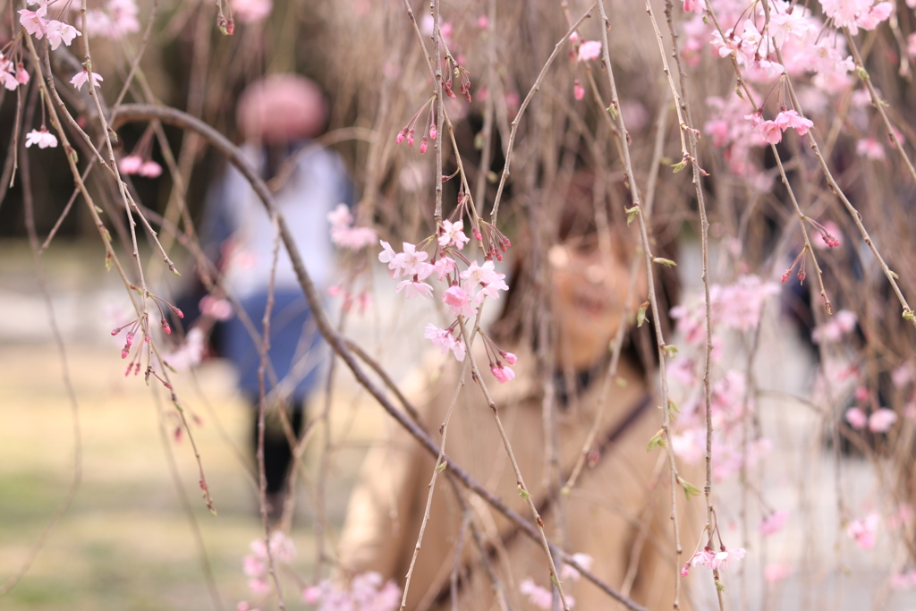 枝垂れ桜