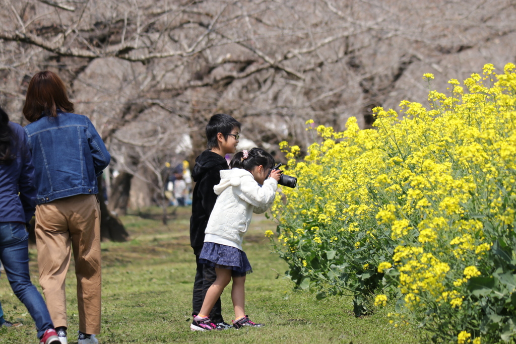 蜂、見つけた？