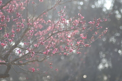 早朝