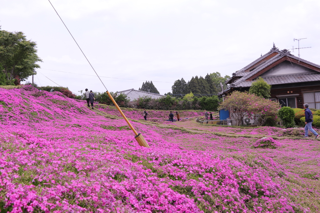 黒木さん家の芝桜。今年が最後だそうです。