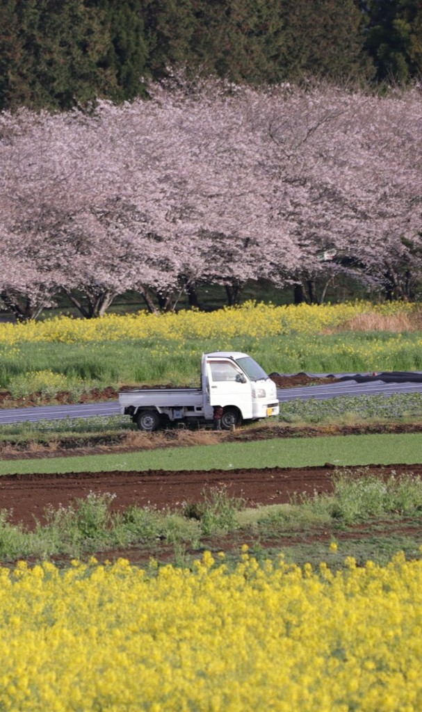 桜と菜の花そして軽トラ