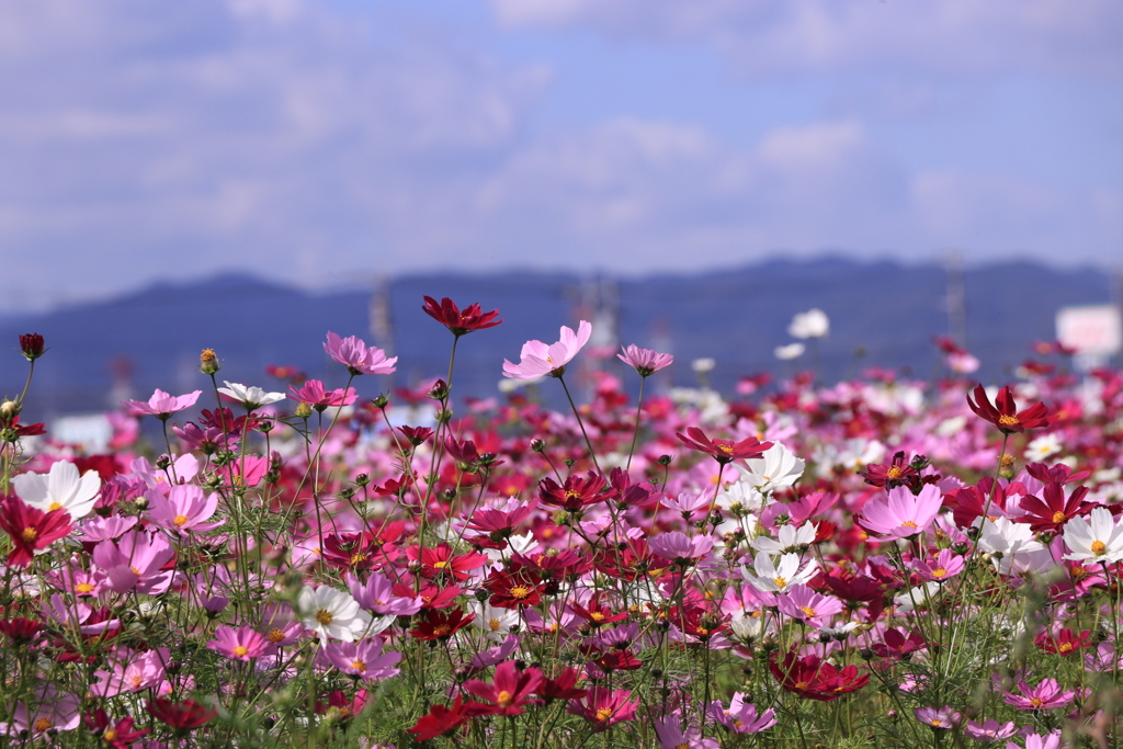 秋桜