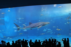 美ら海水族館、ジンベイザメ迫力ありますね