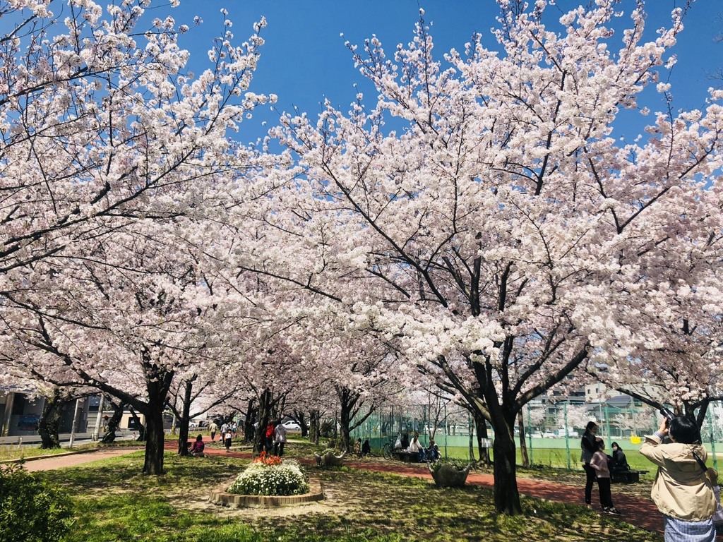 三王公園（去年）