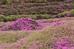 黒木さん家の芝桜4