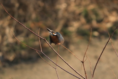 カワセミ