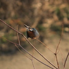 カワセミ