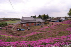 黒木さん家の芝桜3