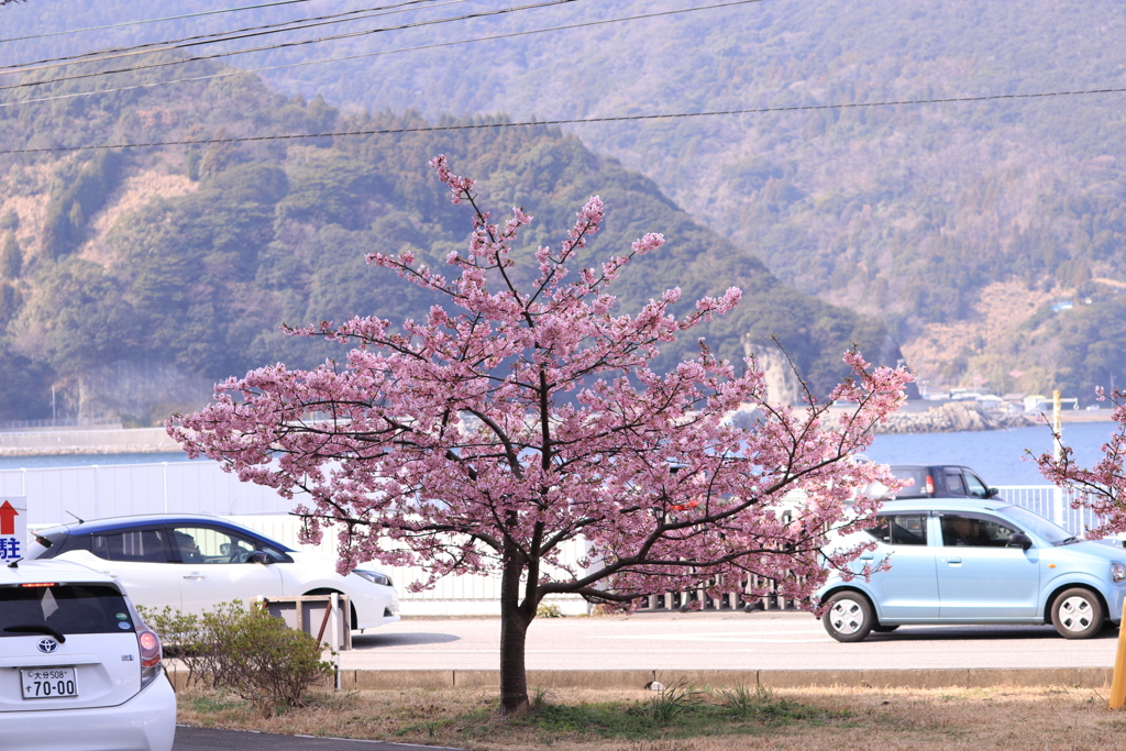 河津桜