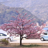 河津桜