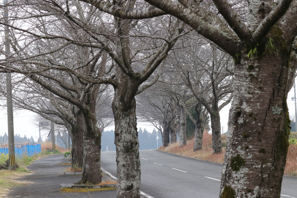 ２ヶ月もすれば、桜並木に