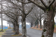２ヶ月もすれば、桜並木に