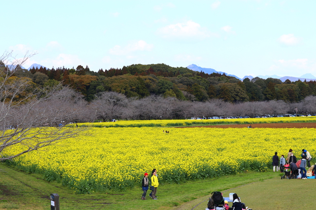 菜の花と桜