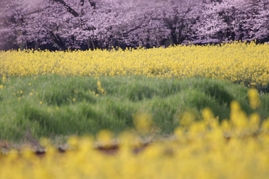 桜 菜の花