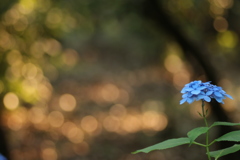 紫陽花