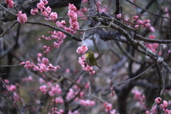 今年は早め